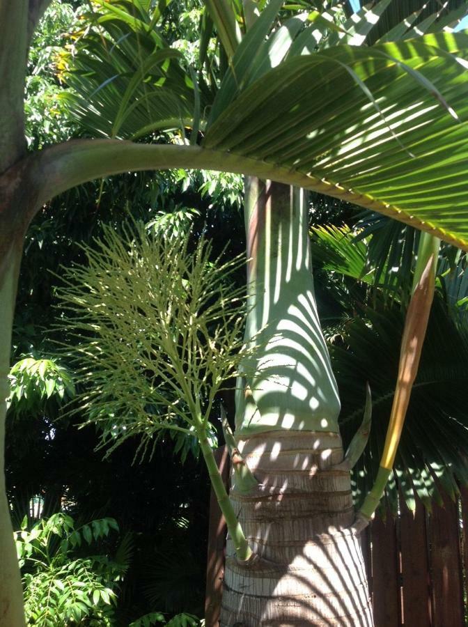 2 Chambres Avec Piscine Dans Maison Creole Saint Pierre Εξωτερικό φωτογραφία